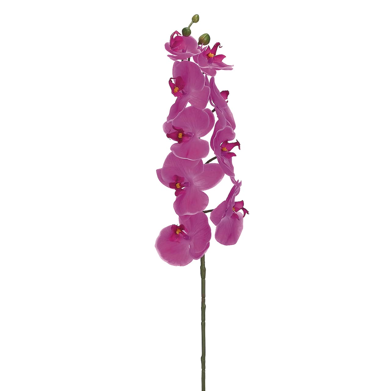 24 Pack: Fuchsia Phalaenopsis Orchid Stem